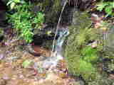 原生林の湧き水